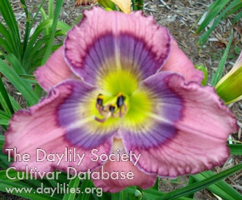 Daylily Painted Butterfly
